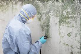 Environmental Consulting for Mold Prevention in Philo, IL